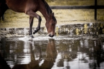 linda kohanov,carole thomas,instructeur epona quest,le tao du cheval,cheval,developpement personnel,france,ile de france,paris,equi coaching,equitation ethologique,relation homme cheval