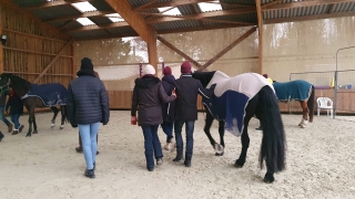 carole thomas, communication sentiente, programme NOW, eponaquest, linda kohanov, carol roush, carole thomas, le pouvoir des chevaux, medicine horse way, equicoaching, horsecoaching, developpement personnel, cheval