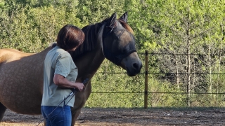 supervision, PROGRAMME NOW, coaching, linda kohanov, eponaquest, equicoach, carole thomas, accompagnement, développement personnel