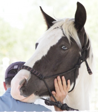 carole thomas, communication sentiente, programme NOW, eponaquest, linda kohanov, carol roush, carole thomas, le pouvoir des chevaux, medicine horse way, equicoaching, horsecoaching, developpement personnel, cheval