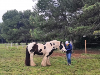 communication sentiente, programme NOW, eponaquest, linda kohanov, carol roush, carole thomas, le pouvoir des chevaux, medicine horse way, equicoaching, horsecoaching, developpement personnel, cheval