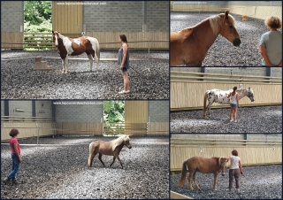 eponaquest, medicine horse way, carol roush, le tao du cheval, linda kohanov, le pouvoir des chevaux, now, equicoaching, carole thomas