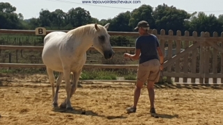 programme NOW, eponaquest, linda kohanov, carol roush, carole thomas, le pouvoir des chevaux, medicine horse way, equicoaching, horsecoaching, developpement personnel, cheval