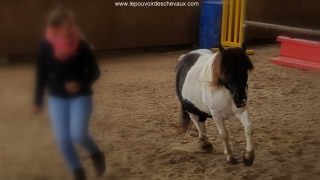 carole thomas, communication sentiente, programme NOW, eponaquest, linda kohanov, carol roush, carole thomas, le pouvoir des chevaux, medicine horse way, equicoaching, horsecoaching, developpement personnel, cheval