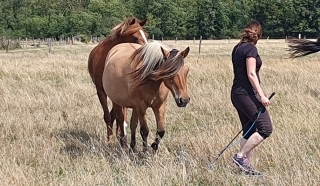 programme NOW, eponaquest, linda kohanov, carol roush, carole thomas, le pouvoir des chevaux, medicine horse way, equicoaching, horsecoaching, developpement personnel, cheval