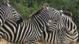 supervision, PROGRAMME NOW, coaching, linda kohanov, eponaquest, equicoach, carole thomas, accompagnement, développement personnel