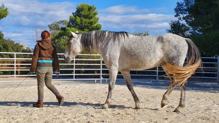 programme NOW, eponaquest, linda kohanov, carol roush, carole thomas, le pouvoir des chevaux, medicine horse way, equicoaching, horsecoaching, developpement personnel, cheval