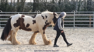 supervision, PROGRAMME NOW, coaching, linda kohanov, eponaquest, equicoach, carole thomas, accompagnement, développement personnel