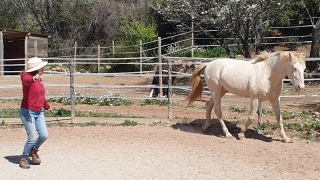 carole thomas, communication sentiente, programme NOW, eponaquest, linda kohanov, carol roush, carole thomas, le pouvoir des chevaux, medicine horse way, equicoaching, horsecoaching, developpement personnel, cheval