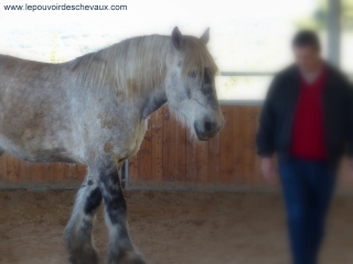 carole thomas, communication sentiente, programme NOW, eponaquest, linda kohanov, carol roush, carole thomas, le pouvoir des chevaux, medicine horse way, equicoaching, horsecoaching, developpement personnel, cheval