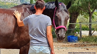 programme NOW, eponaquest, linda kohanov, carol roush, carole thomas, le pouvoir des chevaux, medicine horse way, equicoaching, horsecoaching, developpement personnel, cheval