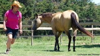 programme NOW, eponaquest, linda kohanov, carol roush, carole thomas, le pouvoir des chevaux, medicine horse way, equicoaching, horsecoaching, developpement personnel, cheval