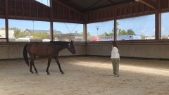 programme NOW, eponaquest, linda kohanov, carol roush, carole thomas, le pouvoir des chevaux, medicine horse way, equicoaching, horsecoaching, developpement personnel, cheval