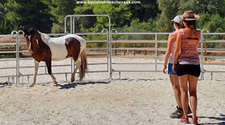 communication sentiente, programme NOW, eponaquest, linda kohanov, carol roush, carole thomas, le pouvoir des chevaux, medicine horse way, equicoaching, horsecoaching, developpement personnel, cheval