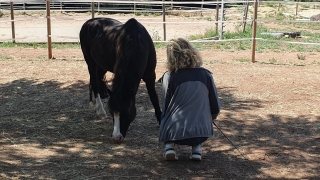 carole thomas, communication sentiente, programme NOW, eponaquest, linda kohanov, carol roush, carole thomas, le pouvoir des chevaux, medicine horse way, equicoaching, horsecoaching, developpement personnel, cheval