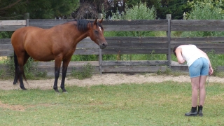 eponaquest, medicine horse way, carol roush, le tao du cheval, linda kohanov, le pouvoir des chevaux, now, equicoaching, carole thomas