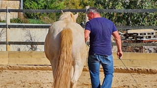 programme NOW, eponaquest, linda kohanov, carol roush, carole thomas, le pouvoir des chevaux, medicine horse way, equicoaching, horsecoaching, developpement personnel, cheval