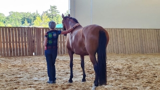 communication sentiente, programme NOW, eponaquest, linda kohanov, carol roush, carole thomas, le pouvoir des chevaux, medicine horse way, equicoaching, horsecoaching, developpement personnel, cheval