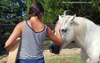 programme NOW, eponaquest, linda kohanov, carol roush, carole thomas, le pouvoir des chevaux, medicine horse way, equicoaching, horsecoaching, developpement personnel, cheval