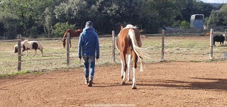 supervision, PROGRAMME NOW, coaching, linda kohanov, eponaquest, equicoach, carole thomas, accompagnement, développement personnel