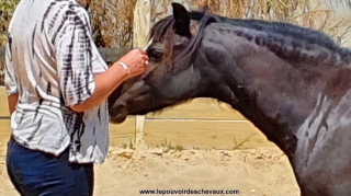 programme NOW, eponaquest, linda kohanov, carol roush, carole thomas, le pouvoir des chevaux, medicine horse way, equicoaching, horsecoaching, developpement personnel, cheval