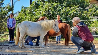 programme NOW, eponaquest, linda kohanov, carol roush, carole thomas, le pouvoir des chevaux, medicine horse way, equicoaching, horsecoaching, developpement personnel, cheval