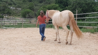 carole thomas, communication sentiente, programme NOW, eponaquest, linda kohanov, carol roush, carole thomas, le pouvoir des chevaux, medicine horse way, equicoaching, horsecoaching, developpement personnel, cheval