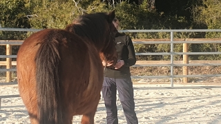 supervision, PROGRAMME NOW, coaching, linda kohanov, eponaquest, equicoach, carole thomas, accompagnement, développement personnel