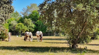 programme NOW, eponaquest, linda kohanov, carol roush, carole thomas, le pouvoir des chevaux, medicine horse way, equicoaching, horsecoaching, developpement personnel, cheval