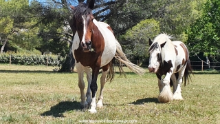 carole thomas, communication sentiente, programme NOW, eponaquest, linda kohanov, carol roush, carole thomas, le pouvoir des chevaux, medicine horse way, equicoaching, horsecoaching, developpement personnel, cheval