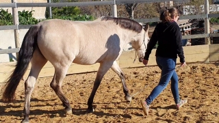 communication sentiente, programme NOW, eponaquest, linda kohanov, carol roush, carole thomas, le pouvoir des chevaux, medicine horse way, equicoaching, horsecoaching, developpement personnel, cheval