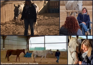 communication sentiente, eponaquest, linda kohanov, carol roush, carole thomas, le pouvoir des chevaux, medicine horse way, equicoaching, horsecoaching, developpement personnel, cheval