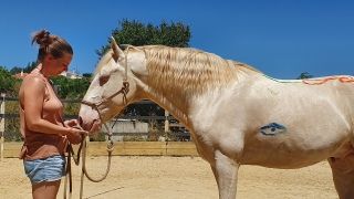 eponaquest, medicine horse way, carol roush, le tao du cheval, linda kohanov, le pouvoir des chevaux, now, equicoaching, carole thomas