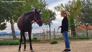 communication sentiente, programme NOW, eponaquest, linda kohanov, carol roush, carole thomas, le pouvoir des chevaux, medicine horse way, equicoaching, horsecoaching, developpement personnel, cheval