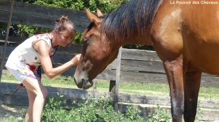 eponaquest, medicine horse way, carol roush, le tao du cheval, linda kohanov, le pouvoir des chevaux, now, equicoaching, carole thomas