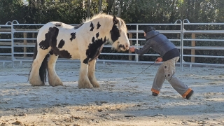 programme NOW, eponaquest, linda kohanov, carol roush, carole thomas, le pouvoir des chevaux, medicine horse way, equicoaching, horsecoaching, developpement personnel, cheval