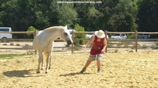 programme NOW, eponaquest, linda kohanov, carol roush, carole thomas, le pouvoir des chevaux, medicine horse way, equicoaching, horsecoaching, developpement personnel, cheval