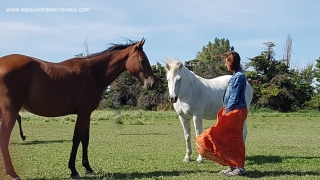 eponaquest, medicine horse way, carol roush, le tao du cheval, linda kohanov, le pouvoir des chevaux, now, equicoaching, carole thomas