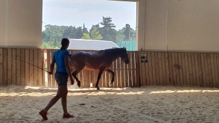 programme NOW, eponaquest, linda kohanov, carol roush, carole thomas, le pouvoir des chevaux, medicine horse way, equicoaching, horsecoaching, developpement personnel, cheval