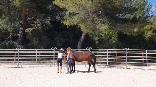 programme NOW, eponaquest, linda kohanov, carol roush, carole thomas, le pouvoir des chevaux, medicine horse way, equicoaching, horsecoaching, developpement personnel, cheval