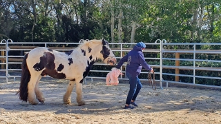 programme NOW, eponaquest, linda kohanov, carol roush, carole thomas, le pouvoir des chevaux, medicine horse way, equicoaching, horsecoaching, developpement personnel, cheval